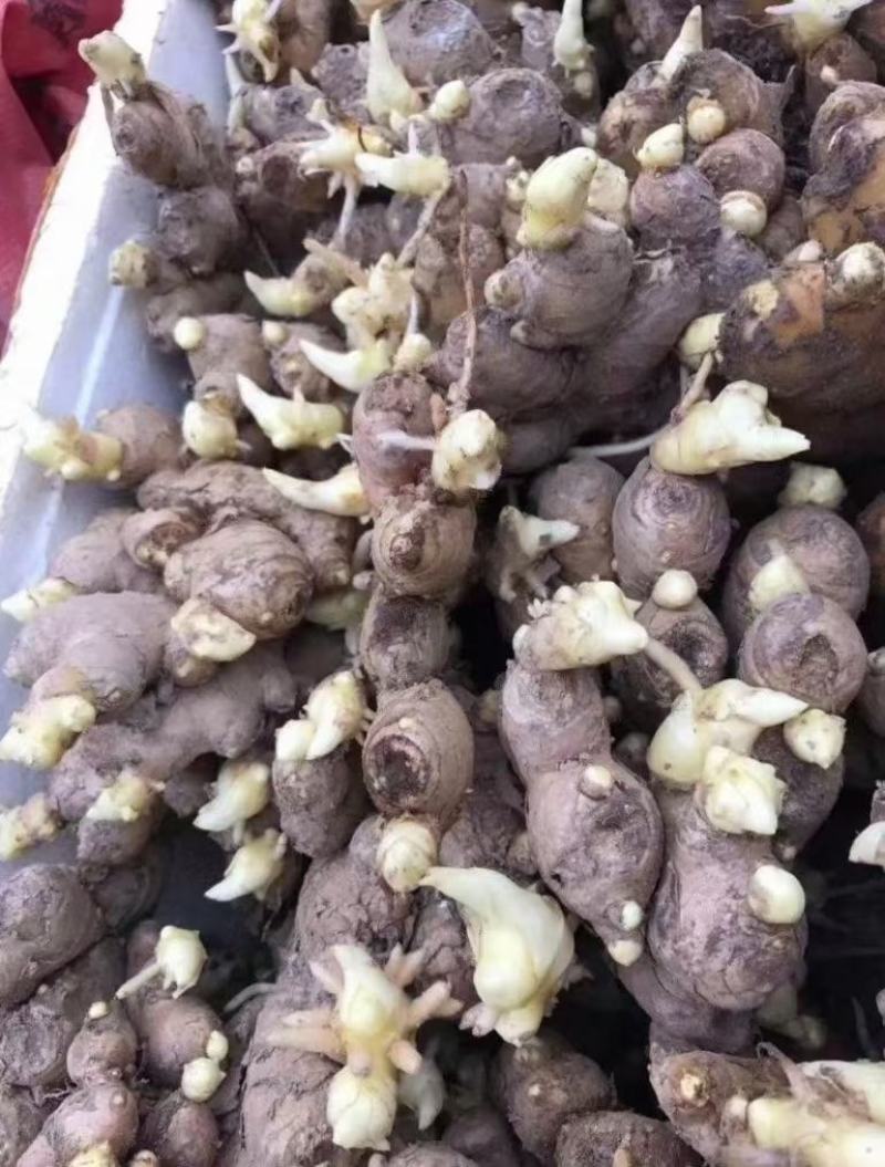 湖南【368高产姜种】包教技术！包回收！亩产一万五