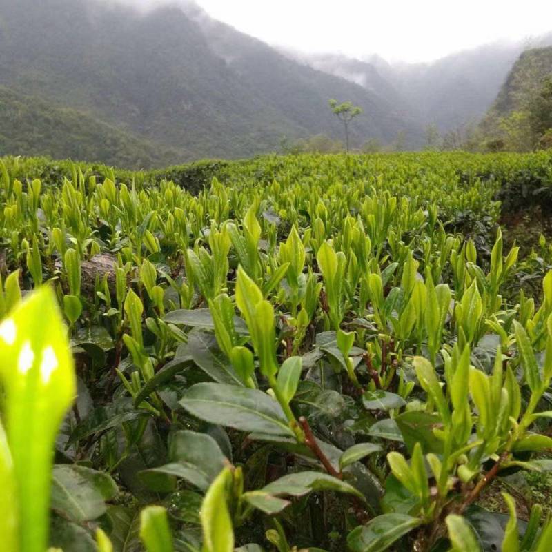 明前茶