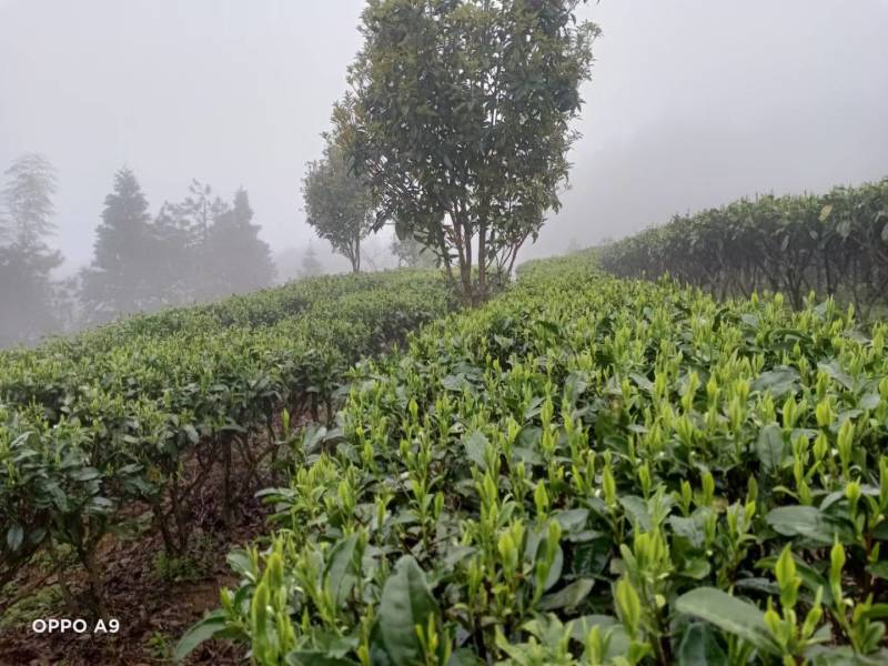 明前茶