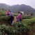 明前茶