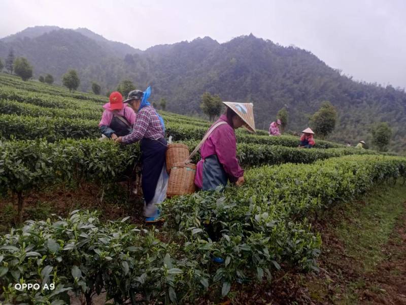 明前茶