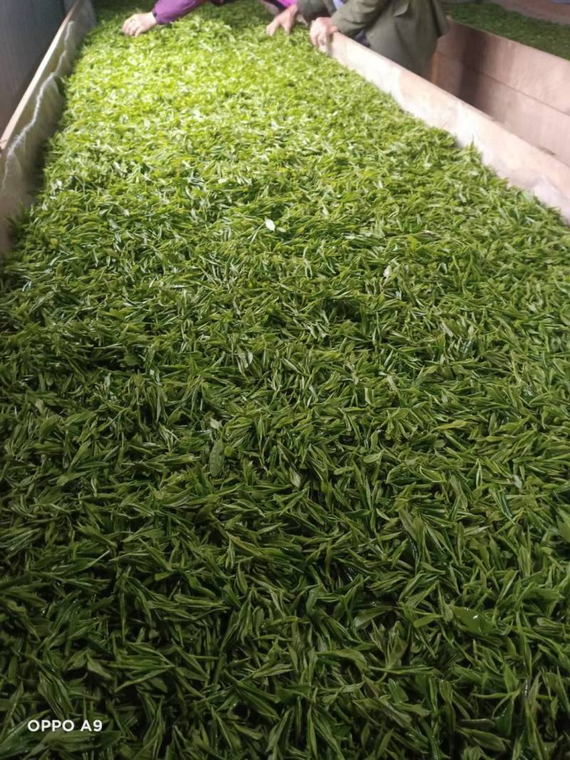 明前茶