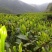 明前茶