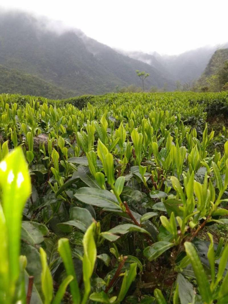 明前茶