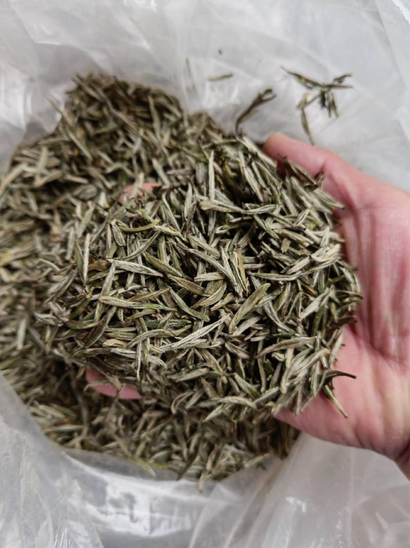 明前茶
