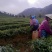 明前茶
