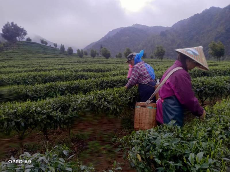 明前茶