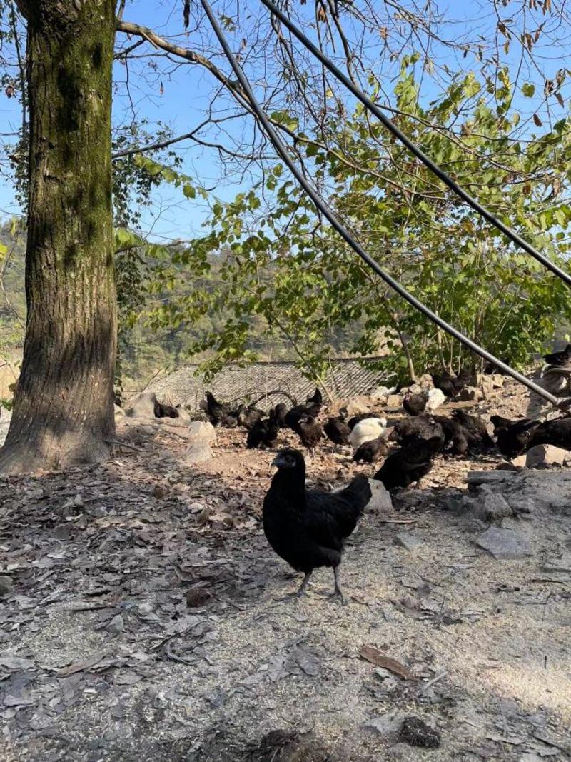 一年多的五黑鸡原生态养殖肉质鲜美