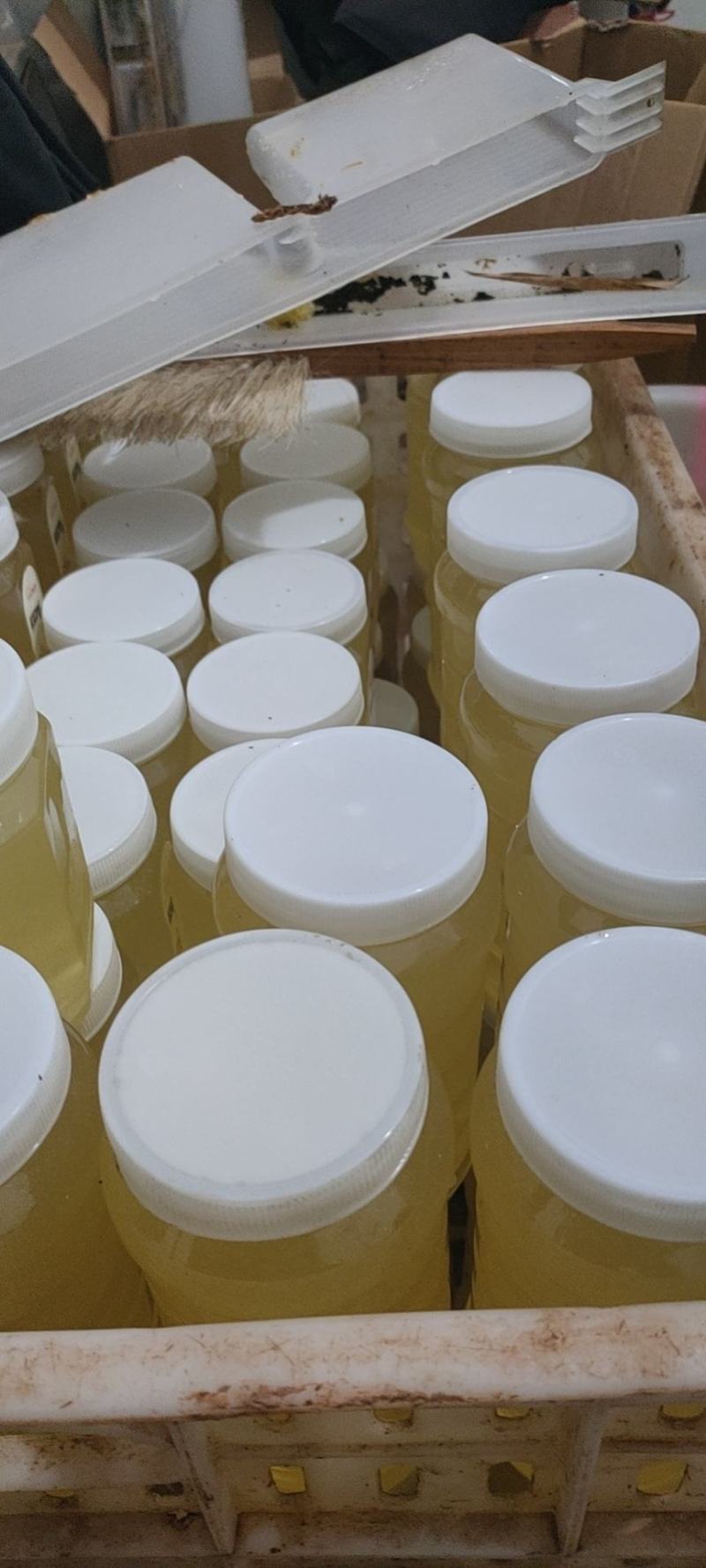 出售蜂群和土蜂蜜野生蜂蜜土蜂蜜百花蜜