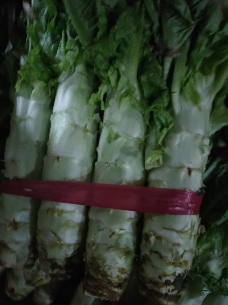 华州红叶香莴笋，可大量装毛笋，可打捆，以质论价，欢迎来电