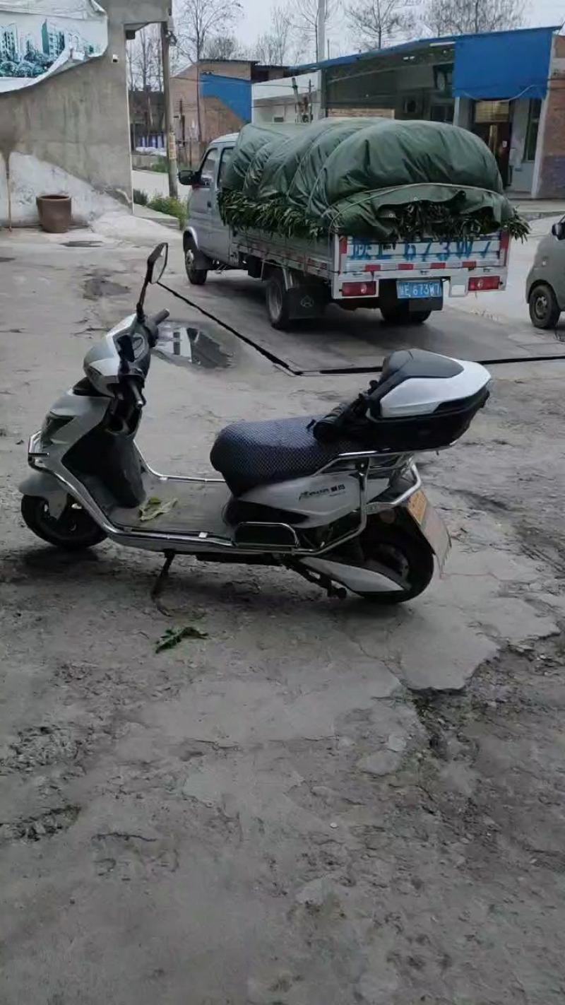 华州红叶香莴笋，可大量装毛笋，可打捆，以质论价，欢迎来电