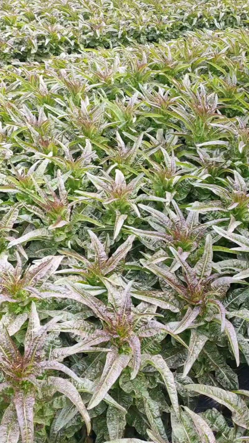 华州红叶香莴笋，可大量装毛笋，可打捆，以质论价，欢迎来电