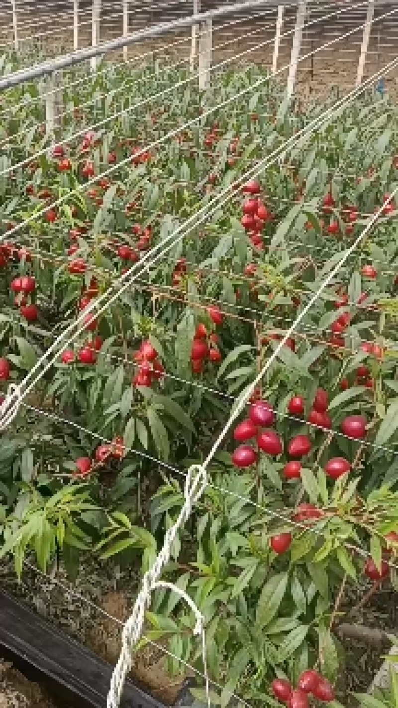 山东冠县黄金油桃/现已陆续上市/欢迎新老客户前来采购洽谈