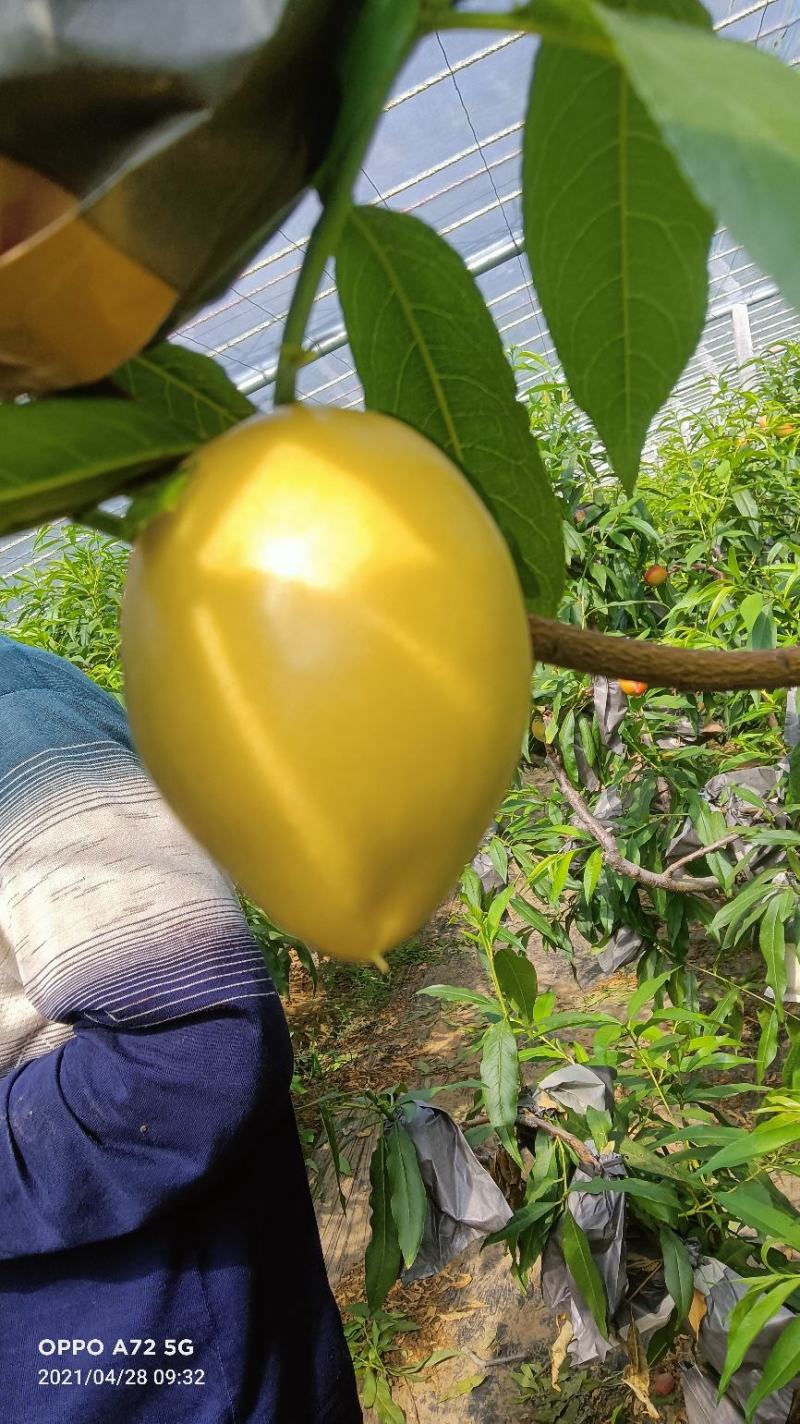 山东冠县黄金油桃/现已陆续上市/欢迎新老客户前来采购洽谈