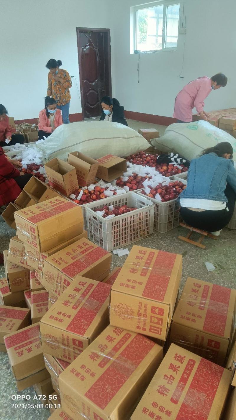山东冠县黄金油桃/现已陆续上市/欢迎新老客户前来采购洽谈