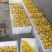 山东冠县黄金油桃/现已陆续上市/欢迎新老客户前来采购洽谈