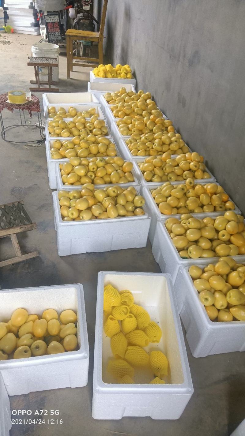 山东冠县黄金油桃/现已陆续上市/欢迎新老客户前来采购洽谈