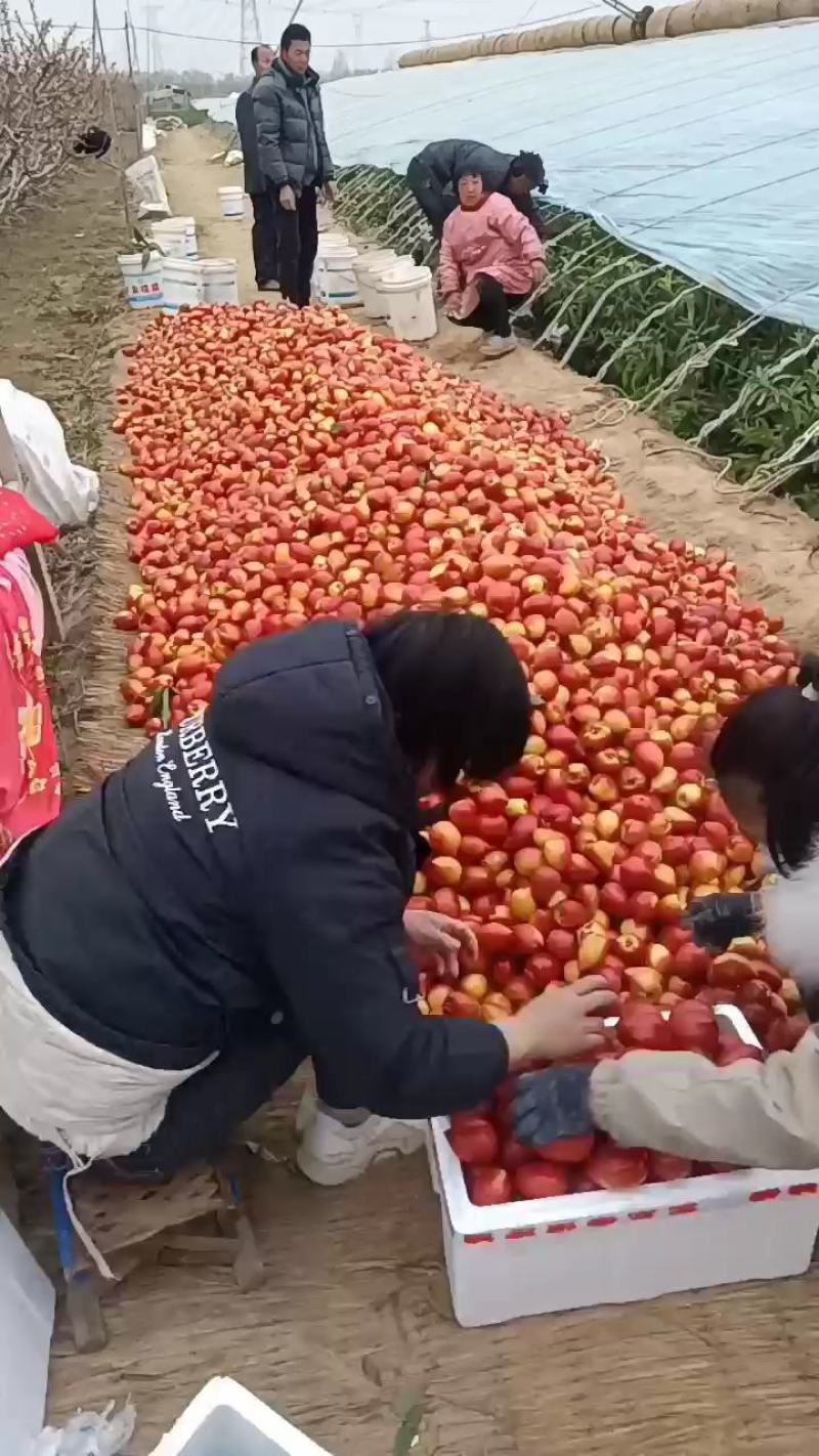 山东冠县黄金油桃/现已陆续上市/欢迎新老客户前来采购洽谈