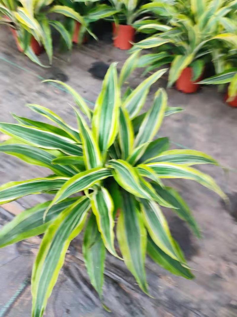 巴西美人铁140杯盆栽花卉批发，广东一手货源，全国发货
