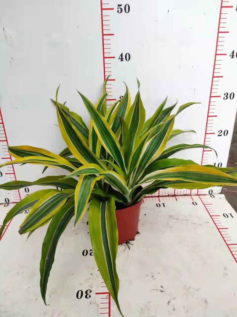 巴西美人铁140杯盆栽花卉批发，广东一手货源，全国发货