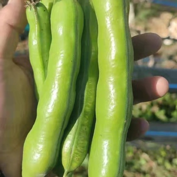 蚕豆。绿皮绿心的蚕豆上市了。量很大。需要的快点来。