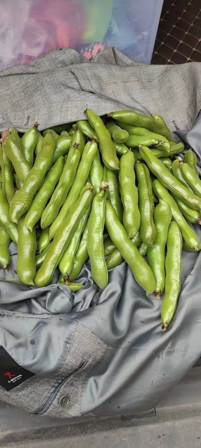 蚕豆。绿皮绿心的蚕豆上市了。量很大。需要的快点来。
