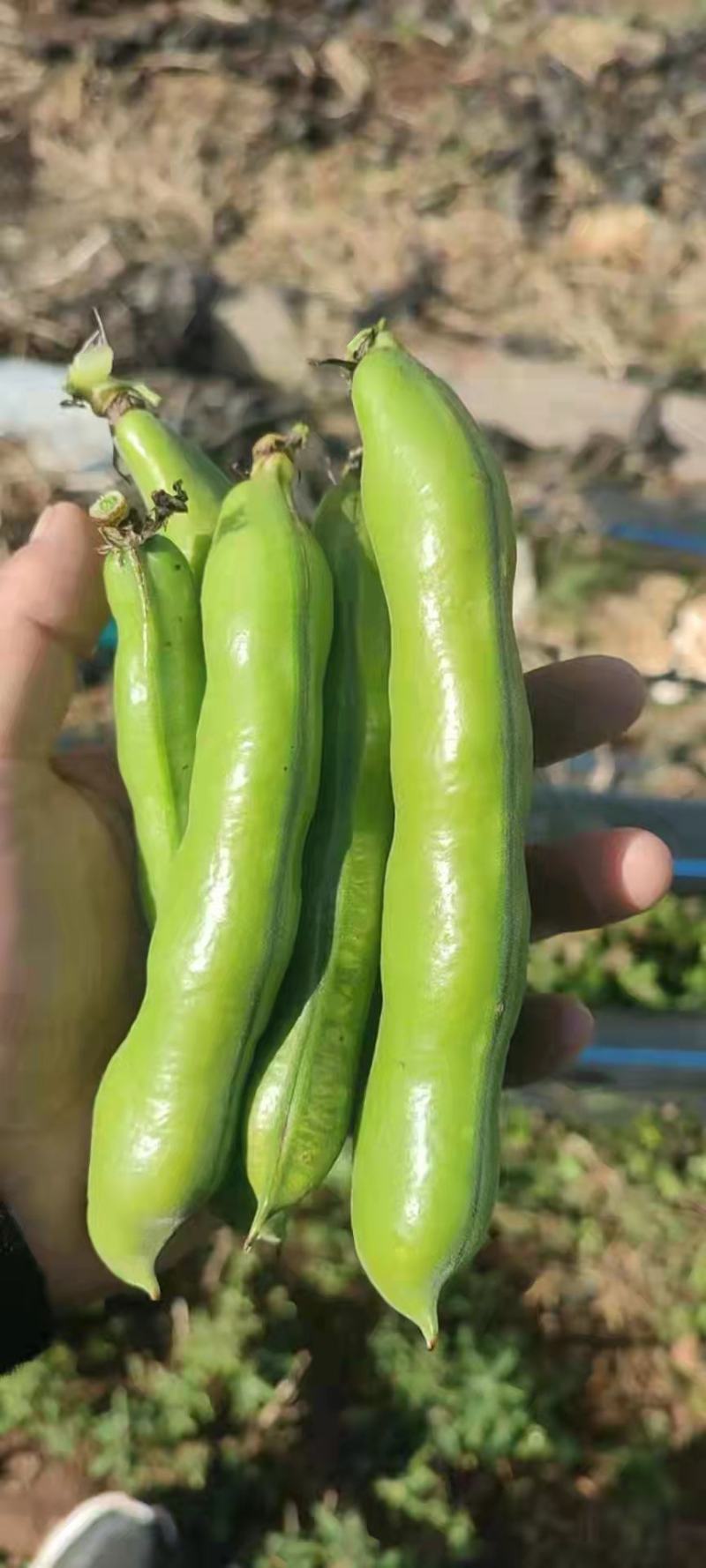 蚕豆。绿皮绿心的蚕豆上市了。量很大。需要的快点来。