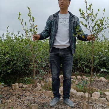 油茶苗，湘林210二年大杯苗，产地直发，现挖现卖。
