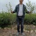 油茶苗，湘林210二年大杯苗，产地直发，现挖现卖。