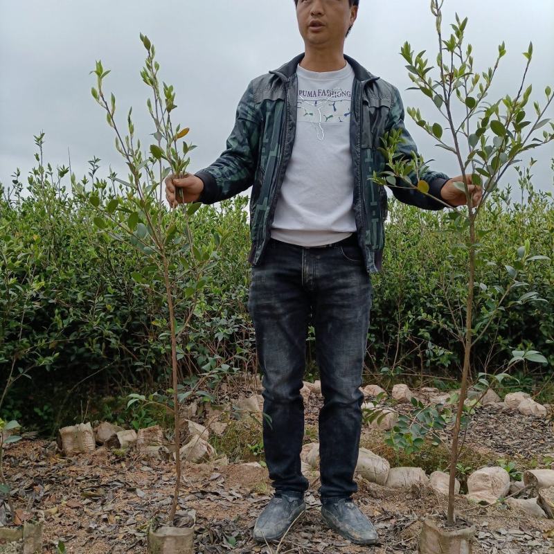 油茶苗，湘林210二年大杯苗，产地直发，现挖现卖。