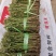 蔷薇小苗