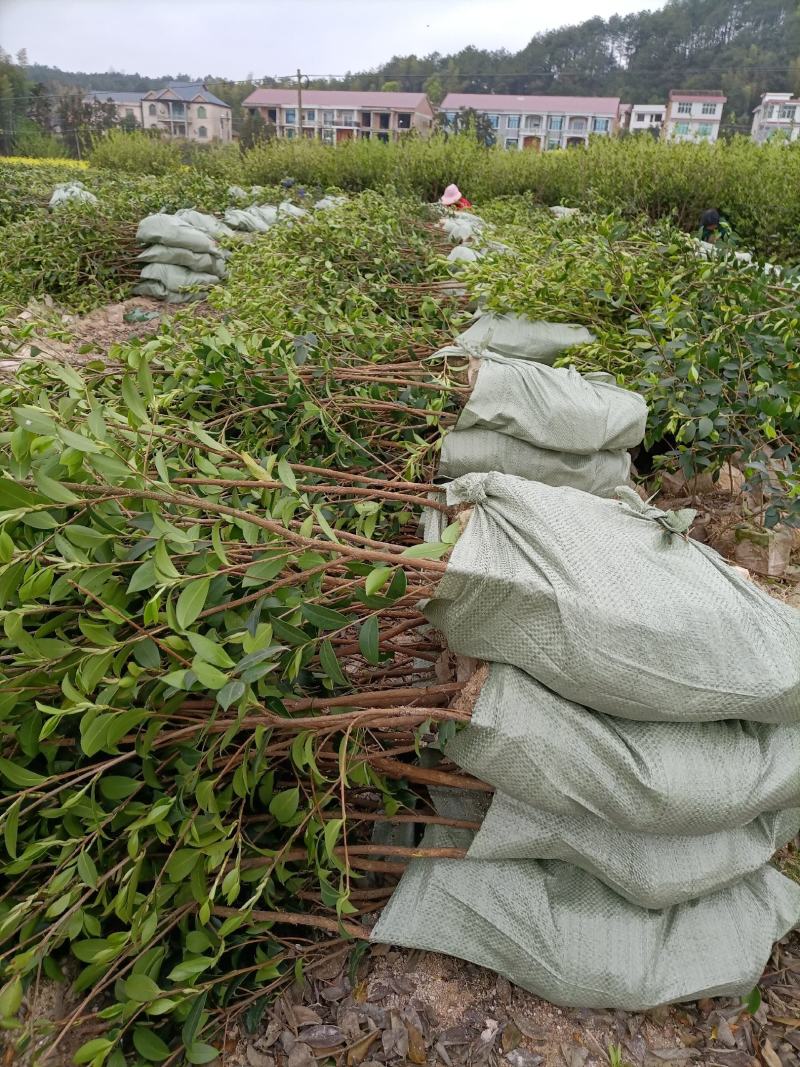 油茶苗，湘林210二年大杯苗，产地直发，现挖现卖。