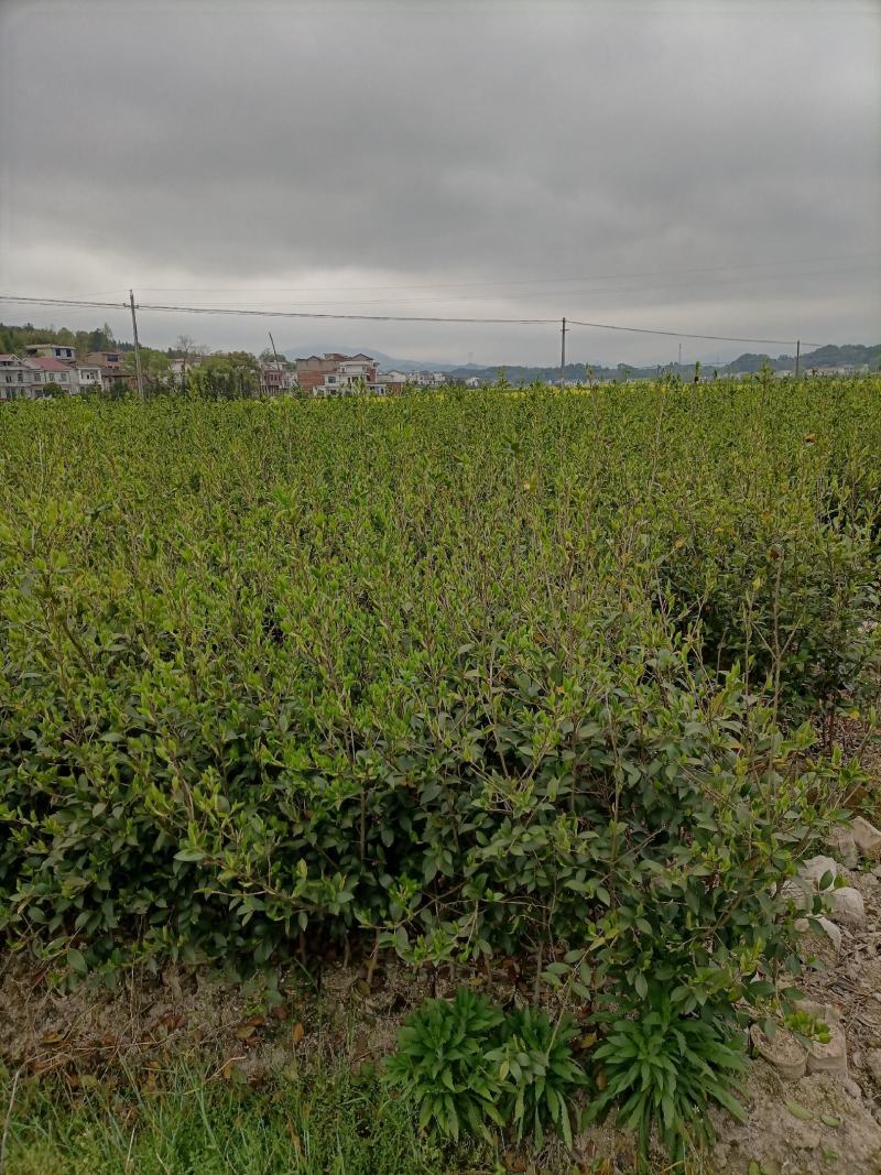 油茶苗，湘林210二年大杯苗，产地直发，现挖现卖。