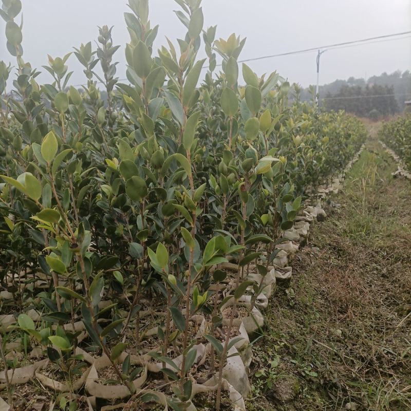 油茶苗，湘林210二年大杯苗，产地直发，现挖现卖。