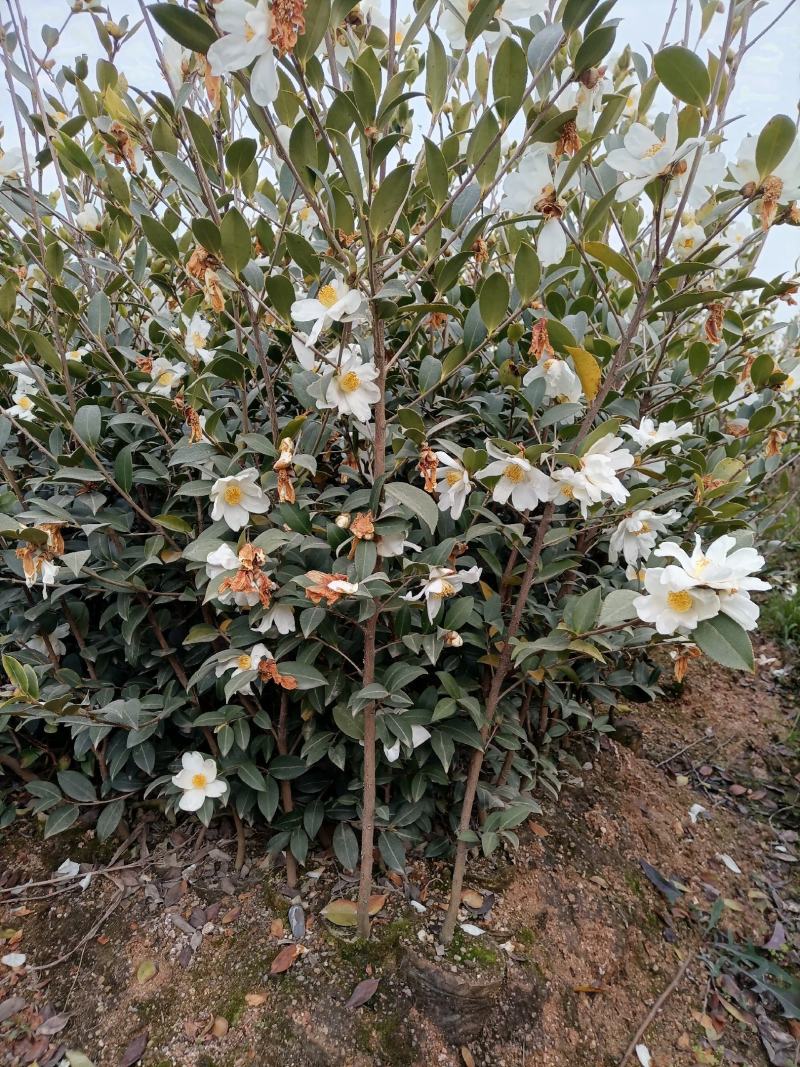 油茶苗，湘林210二年大杯苗，产地直发，现挖现卖。