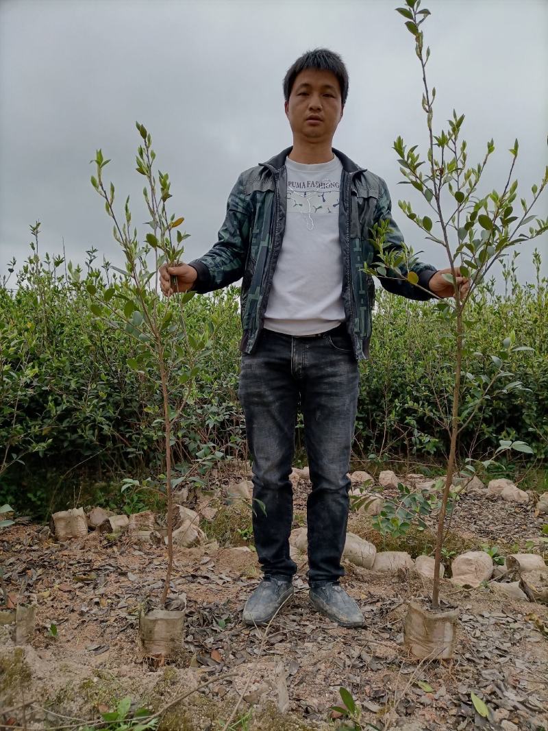 油茶苗，湘林210二年大杯苗，产地直发，现挖现卖。