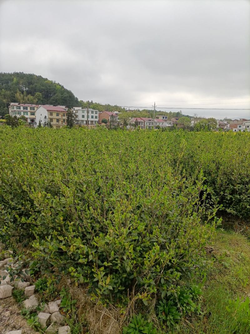 油茶苗，湘林210二年大杯苗，产地直发，现挖现卖。