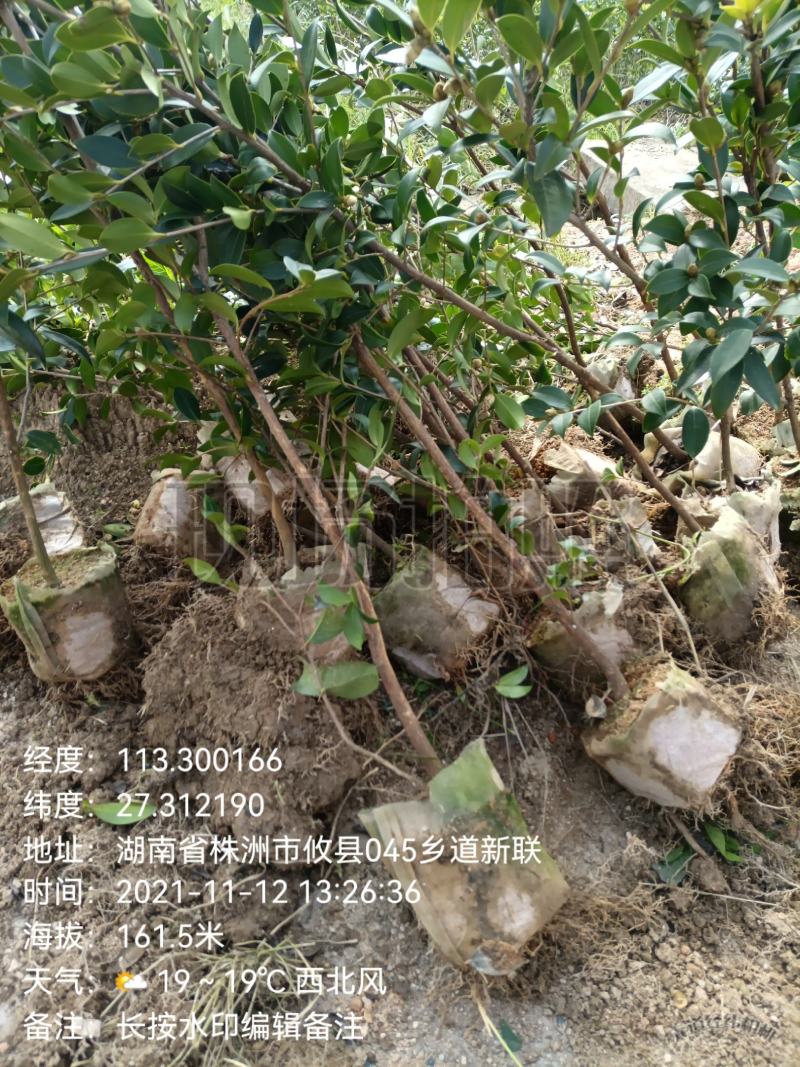 油茶苗，湘林210二年大杯苗，产地直发，现挖现卖。