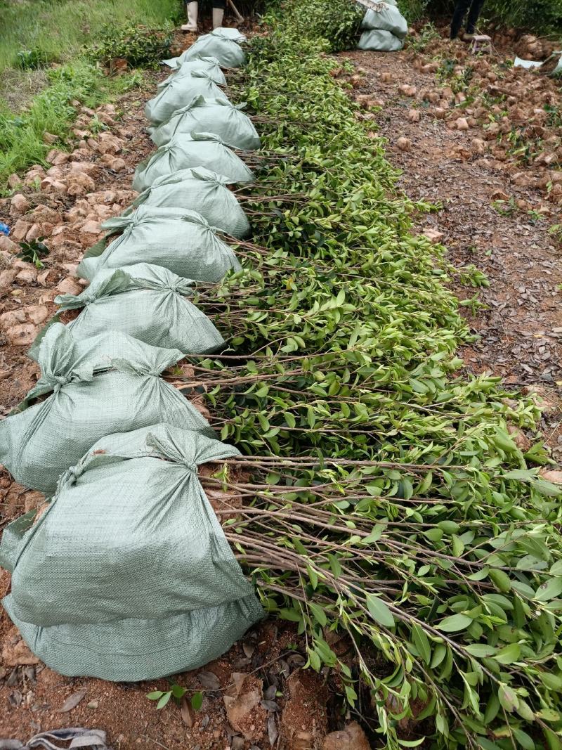 油茶苗，湘林210二年大杯苗，产地直发，现挖现卖。