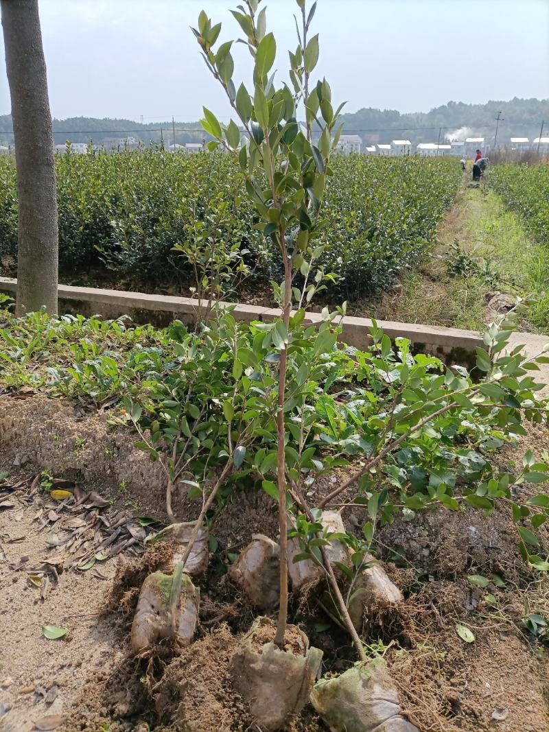 油茶苗，湘林210二年大杯苗，产地直发，现挖现卖。