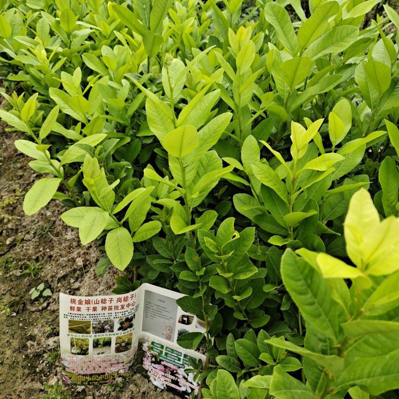 广东无籽香水柠檬苗