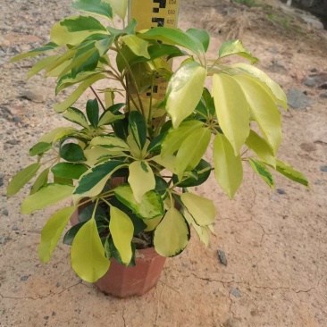 花八叶鸭脚木基地批发，一手货源，吸收甲醛
