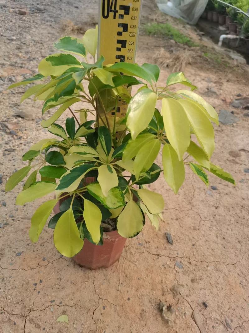 花八叶鸭脚木基地批发，一手货源，吸收甲醛