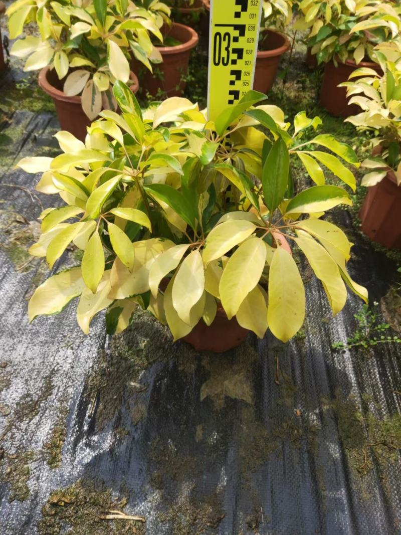 花八叶鸭脚木基地批发，一手货源，吸收甲醛