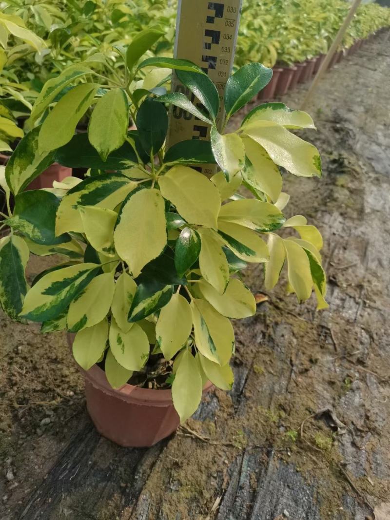 花八叶鸭脚木基地批发，一手货源，吸收甲醛