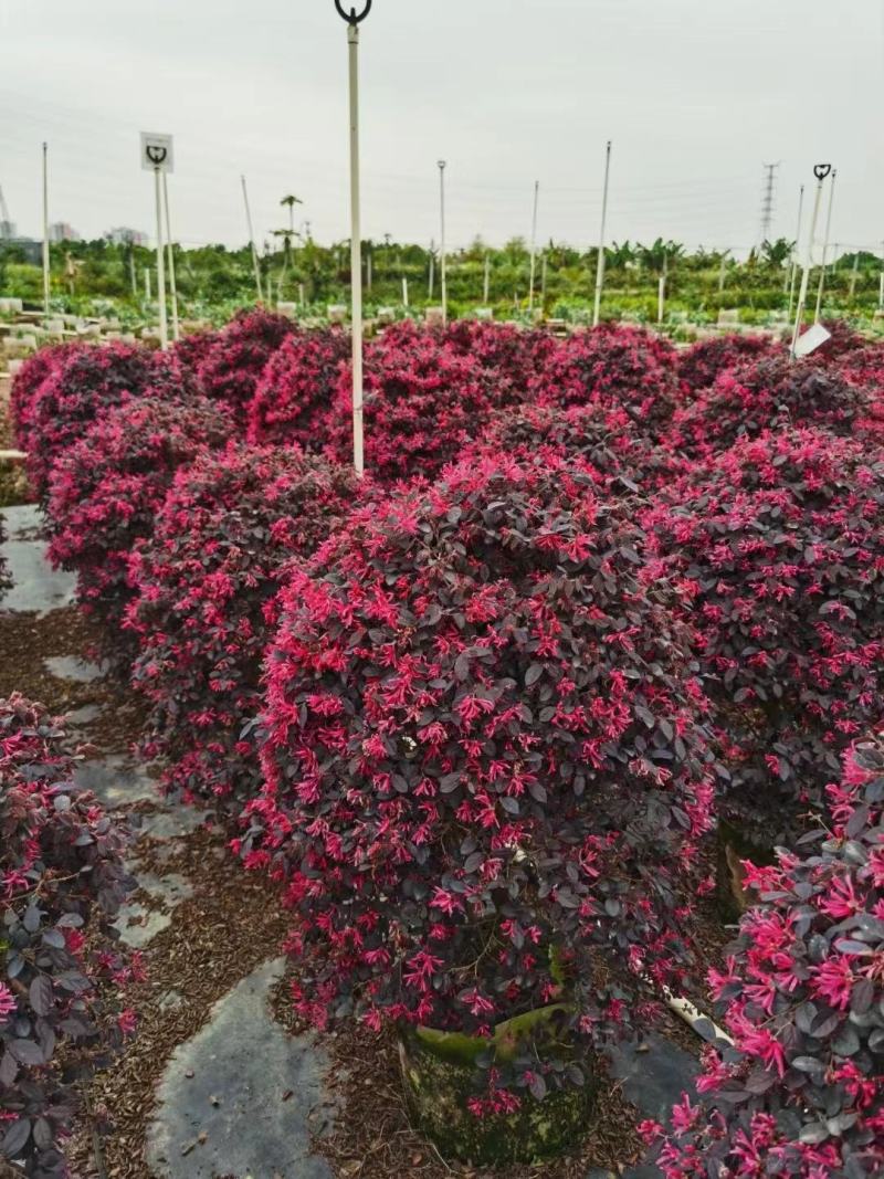 红继木球开花绿植批发，耐寒，一手货源，欢迎咨询