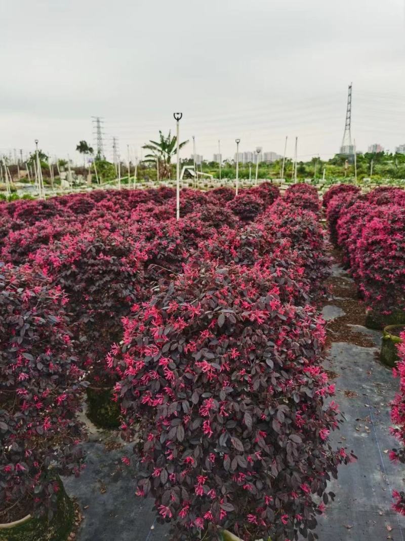 红继木球开花绿植批发，耐寒，一手货源，欢迎咨询