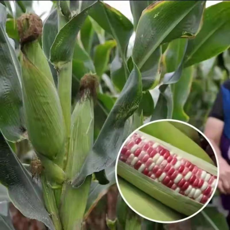 花糯玉米种子超甜彩糯玉米种子高产大棒糯玉米香彩糯玉米种