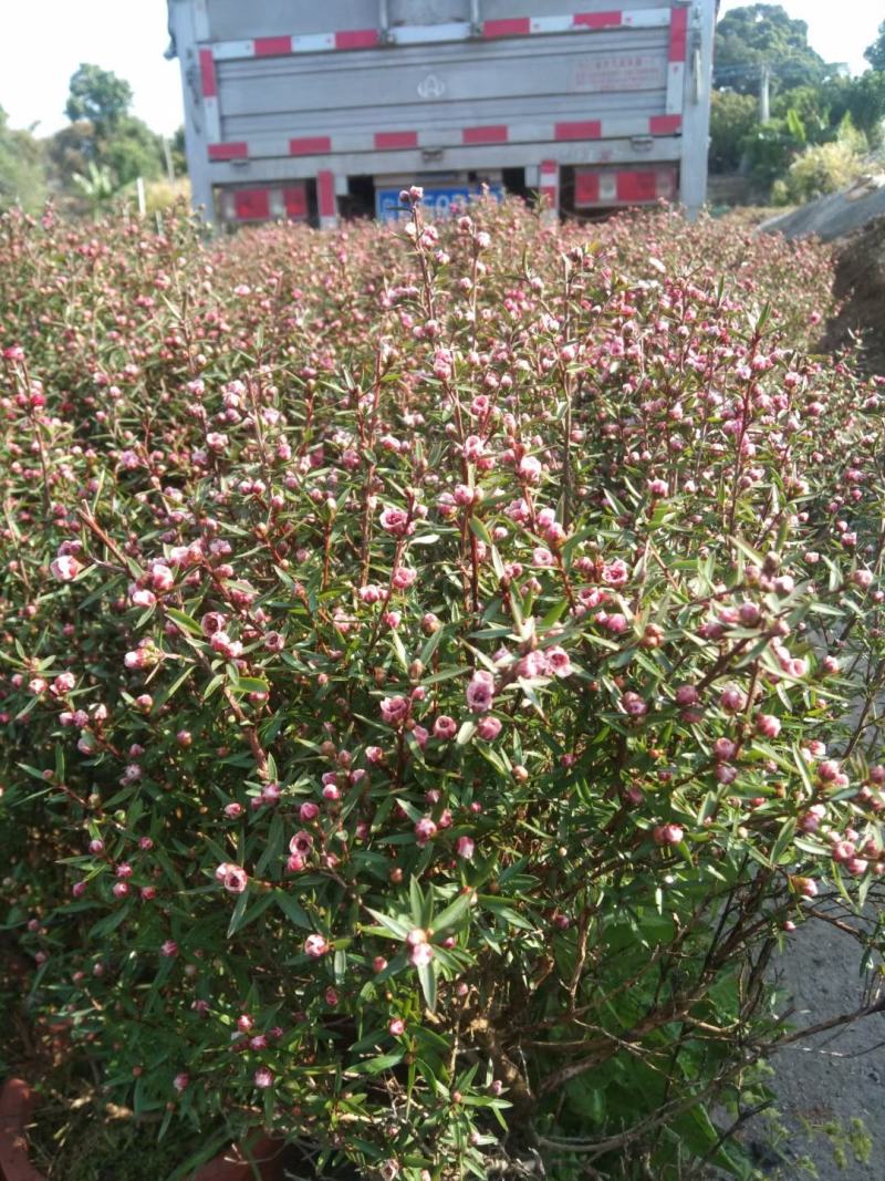 松红梅盆栽批发价格，基地直发，开花绿植，净化空气