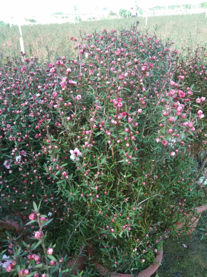 松红梅盆栽批发价格，基地直发，开花绿植，净化空气